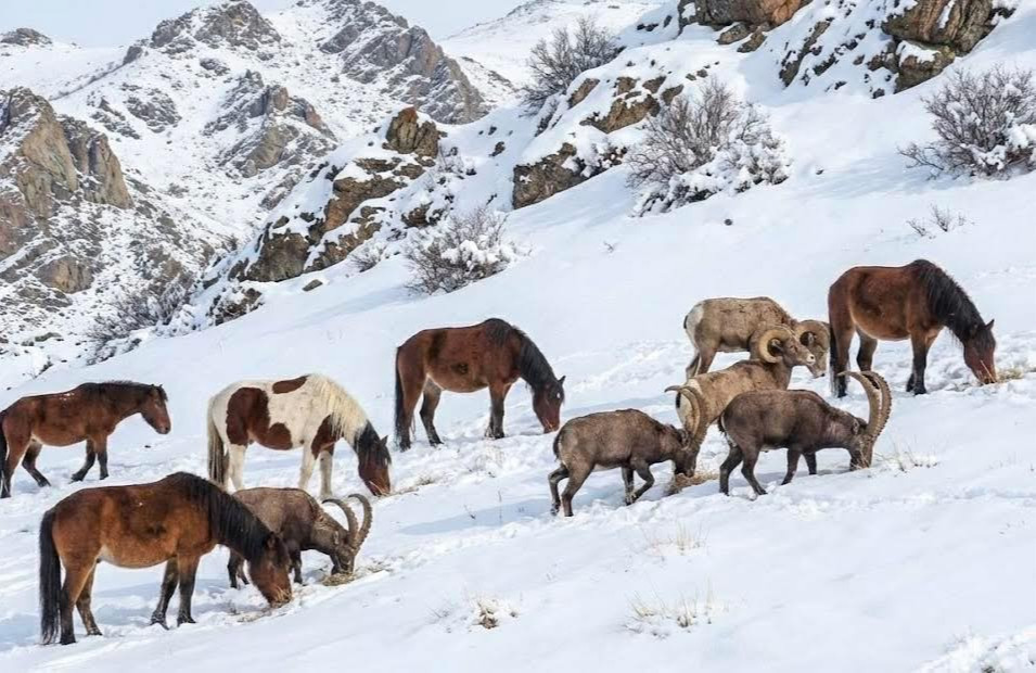 Ойрын өдрүүдэд ихэнх нутгаар өдөртөө хүйтний эрч суларна